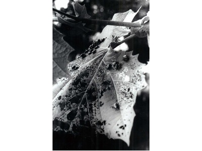 Beauty captured by young artist!