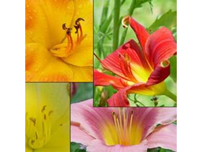 Sunsets, Hawaii, Kentucky, Flower Photos