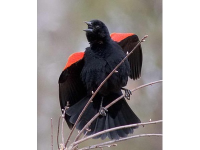 Nature and bird photos