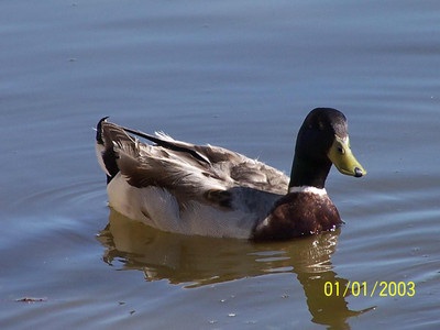 Male Duck